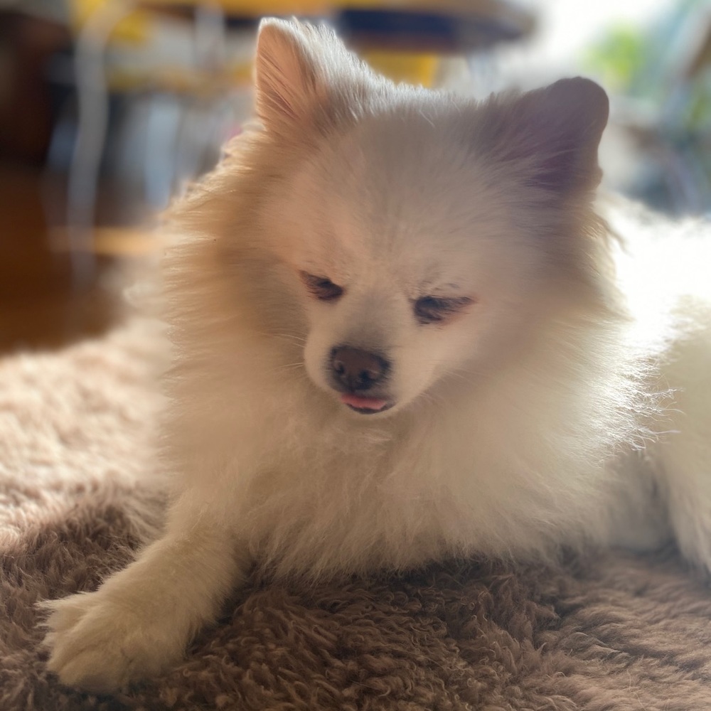 Meet your Posher, Adam